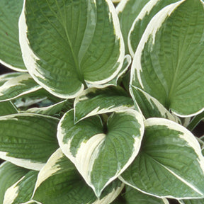Hosta Francee - Willemse