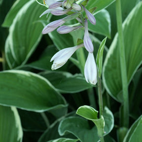 Hosta Francee - Hosta fortunei  Francee - Willemse