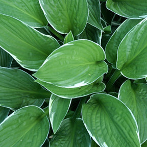 Hosta fortunei  Francee - Hosta Francee - Hosta