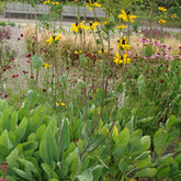 Rudbeckia géante - Willemse