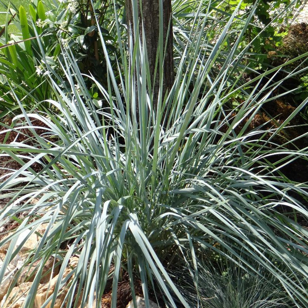 Elymus magellanicus - Agropyron - Willemse