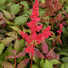 Astilbe d'Arends Fanal - Astilbe arendsii fanal - Willemse