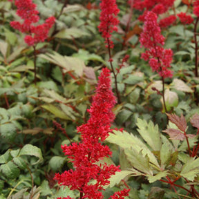 Astilbe arendsii fanal - Astilbe d'Arends Fanal - Astilbe