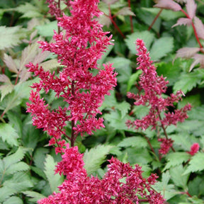 Astilbe - Astilbe d'Arends Fanal - Astilbe arendsii fanal