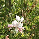 Gaura Corrie's Gold - Willemse