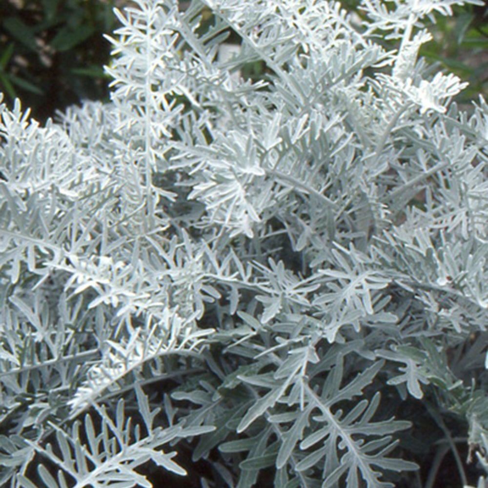 Centaurée cinéraire - Willemse