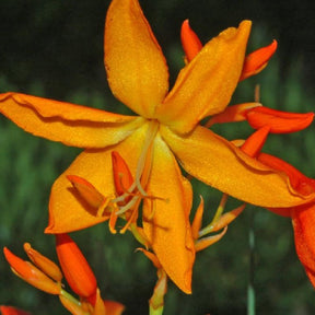 Crocosmia aurea - Willemse