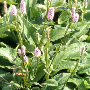 Renouée - Persicaria - Renouée bistorte Superba - Persicaria bistorta Superba