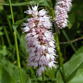 Vente Renouée bistorte Superba - Persicaria bistorta Superba