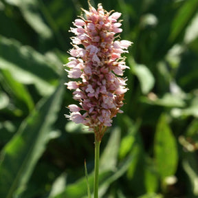 Vente Renouée bistorte Superba