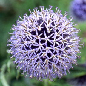 Vente Boule azurée Blue Globe - Echinops bannaticus blue globe