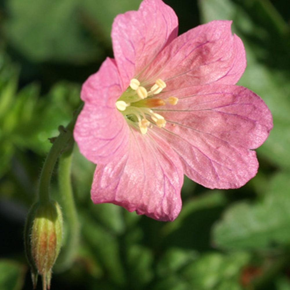 Géranium vivace d'Endress Wargrave Pink - Geranium endressii wargrave pink - Willemse