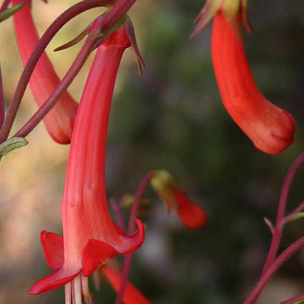 Fuchsia du Cap - Willemse