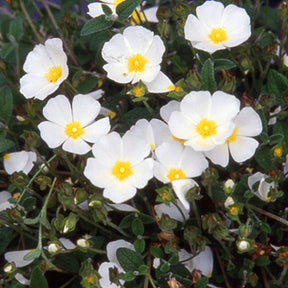 Ciste obtusifolius - Willemse