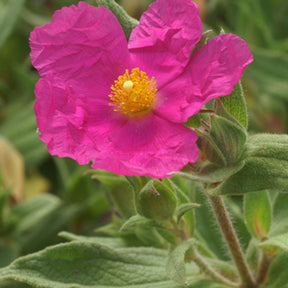 Cistus pulverulentus - Ciste pulvérulent - Ciste