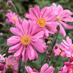 Anémone du Japon 'Prinz Heinrich - Anemone hupehensis 'prinz heinrich' - Willemse