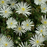 Delosperma Graaf Reinet - Willemse