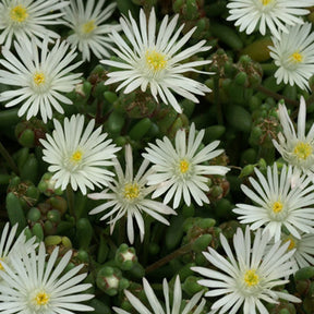 Delosperma Graaf Reinet - Willemse