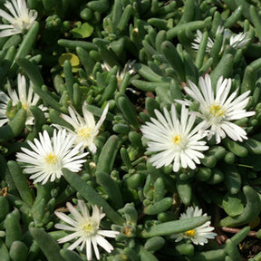 Delosperma 'graaf reinet' - Delosperma Graaf Reinet - Delosperma
