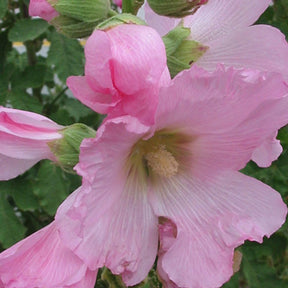 Rose trémière à feuilles de figuier  - Willemse