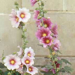Rose trémière à feuilles de figuier  - Alcea ficifolia - Willemse
