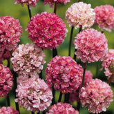 Gazon d'Espagne Ballerina Lilac - Willemse