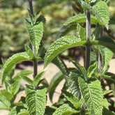 Menthe verte - Willemse