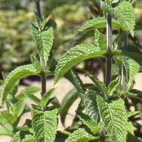 Menthe verte - Willemse