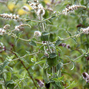 Mentha spicata - Menthe verte - Plantes vivaces aromatiques