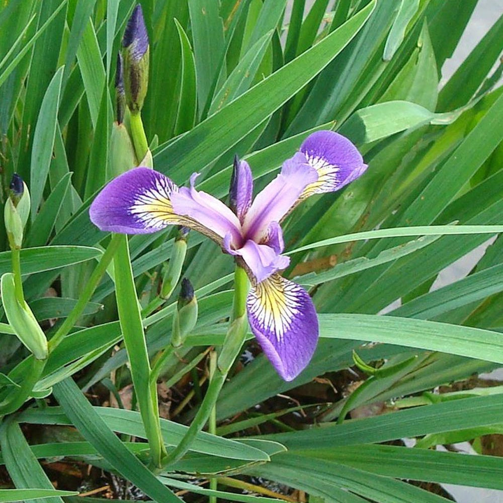 Iris versicolore  - Iris versicolor - Fleurs vivaces
