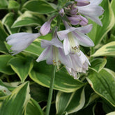 Hosta Wide Brim - Willemse