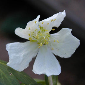 Hellébore Rose de Noël - Helleborus niger - Willemse