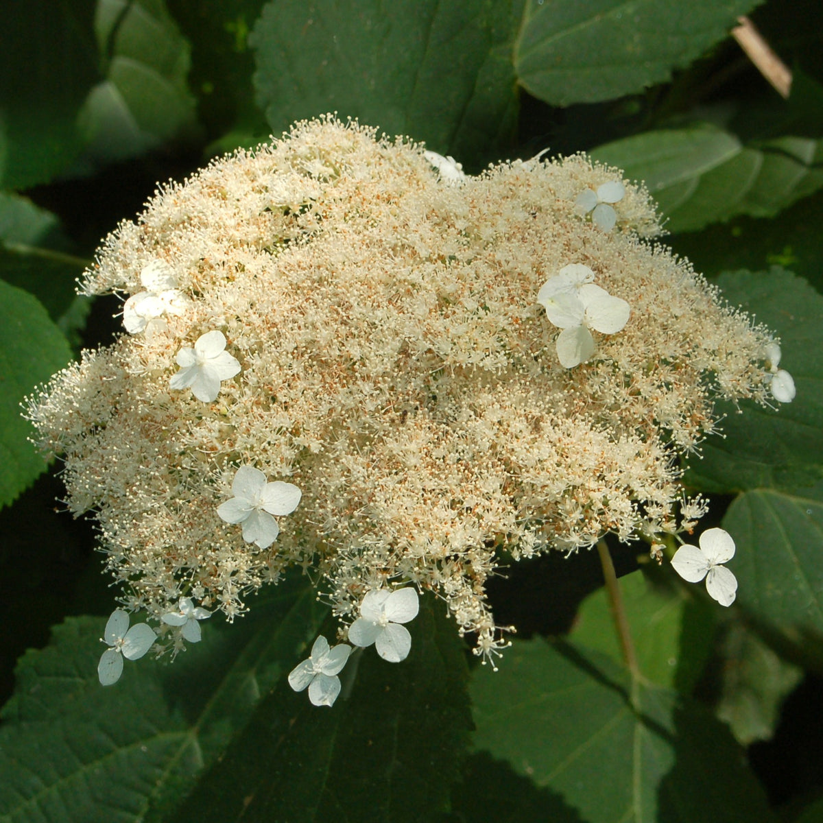 Hortensia de Virginie Radiata - Willemse