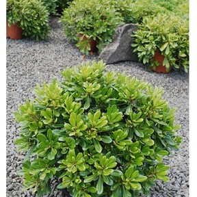 Pittosporum tobira ‘nana’ - Pittosporum tobira Nana - Willemse