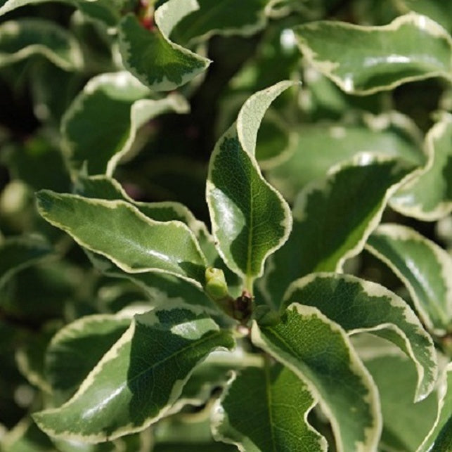 Pittosporums - Pittosporum tenuifolium variegatum - Pittosporum tenuifolium Variegatum