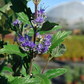 Caryopteris clandonensis Grand bleu - Willemse