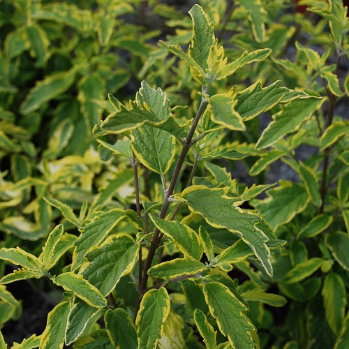 Caryopteris incana Summer Sorbet - Willemse