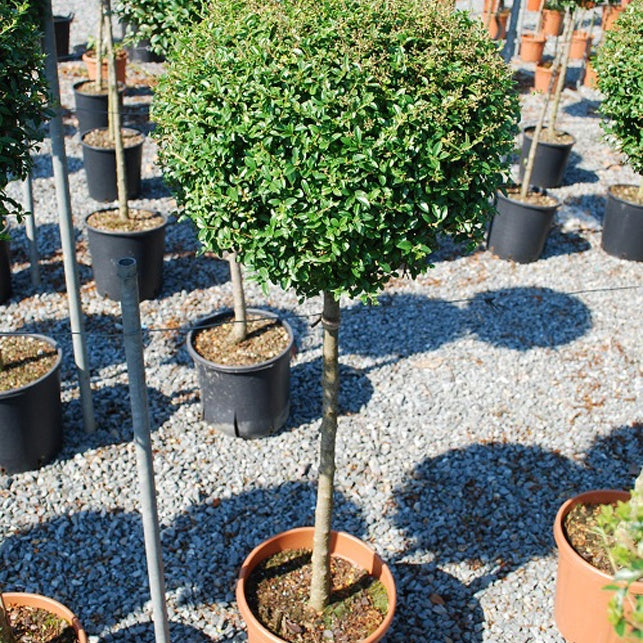 Troëne jonandrum - Willemse