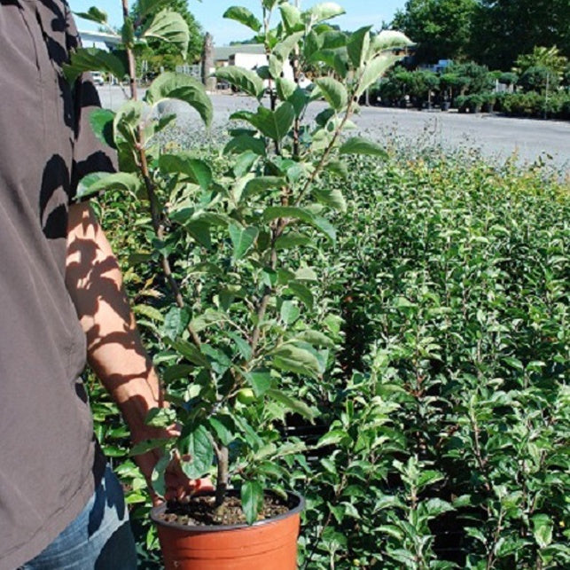 Pommier à fleurs Everest - Malus everest - Willemse