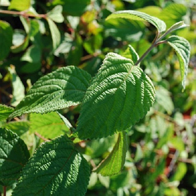 Viorne plicatum Lanarth - Willemse