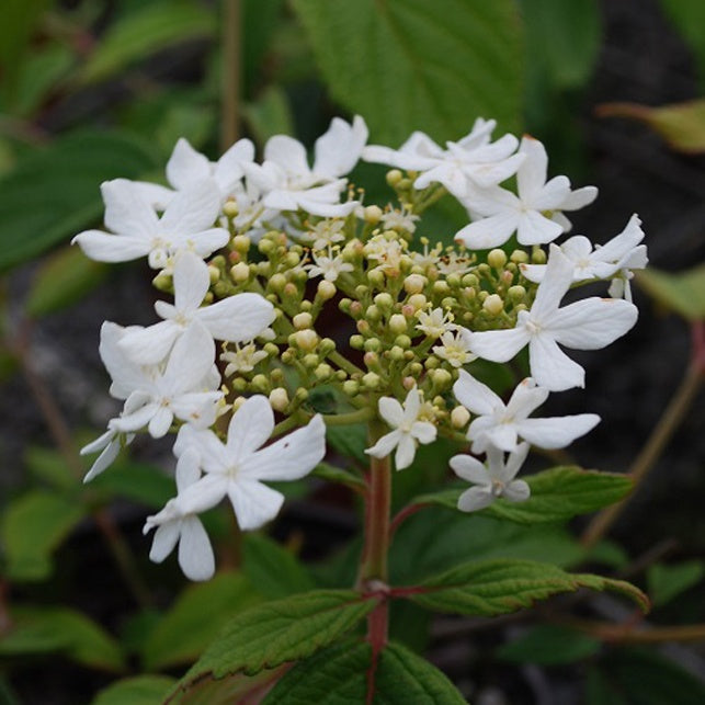 Viorne plicatum Watanabe - Willemse