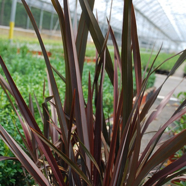 Phormium tenax Purpureum - Willemse
