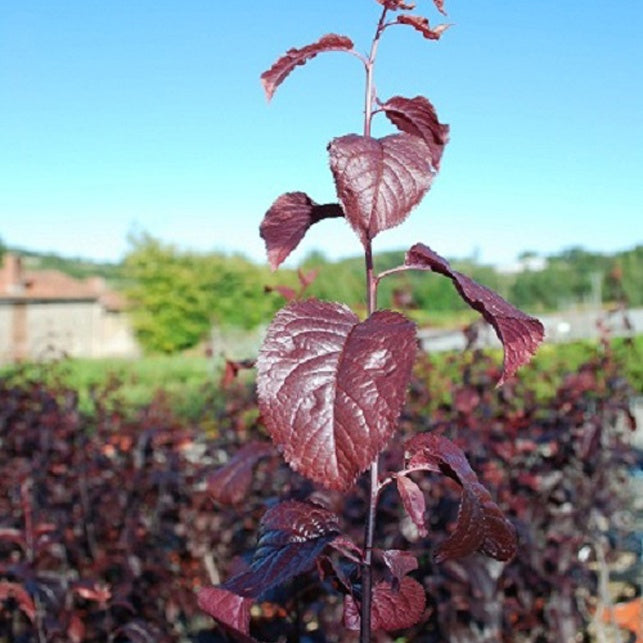 Prunus pissardii - Prunus pissardii - Willemse