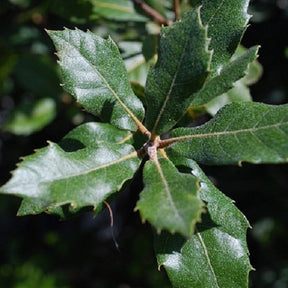 Chêne vert - Quercus ilex - Willemse