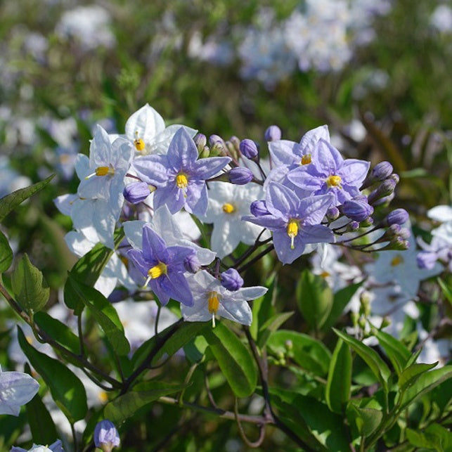 Solanum grimpant - Willemse