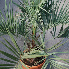 Palmier à vin - Butia capitata - Willemse