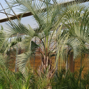 Butia capitata - Palmier à vin - Palmier