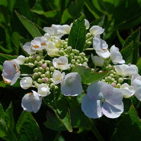 Hortensia macrophylla Teller libelle - Willemse