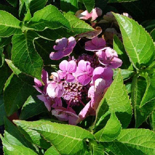 Hortensia macrophylla Teller messalina - Willemse