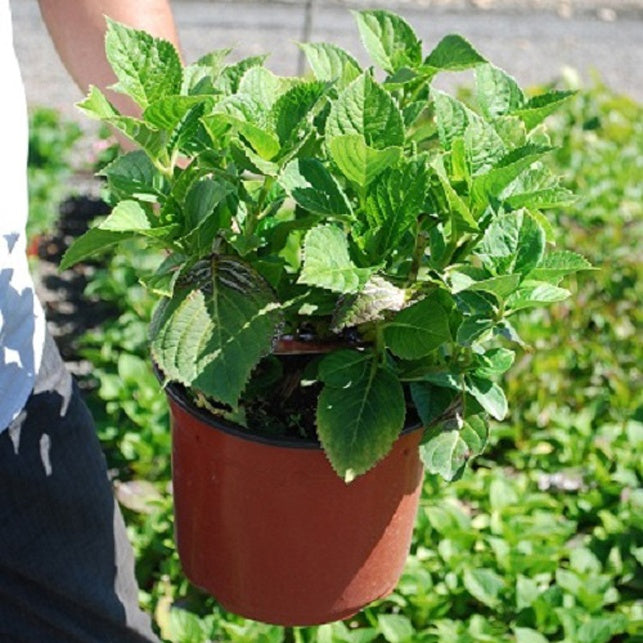 Hortensia macrophylla Teller messalina - Hortensia macrophylla teller messalina - Willemse